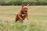 DOGUE DE BORDEAUX 073